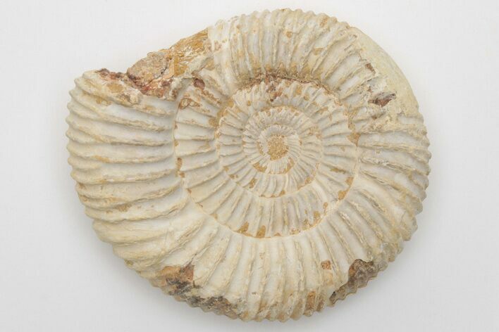 Jurassic Ammonite (Perisphinctes) Fossil - Madagascar #203916